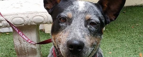 Brock and King both need a loving home…