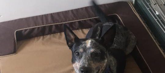 Brock is a Sweet Male Blue Heeler/ Cattle dog