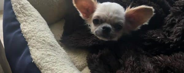 Sweet little 6 lb Daisy is looking for her perfect Forever loving home.