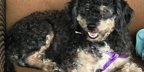 It’s Happy Adoption Time!