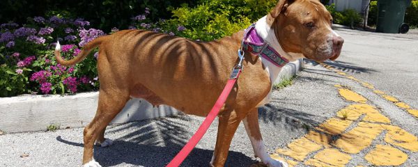 Dharma is still searching for her forever home.