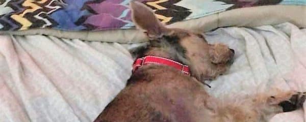 GATOR IS RESTING COMFORTABLY IN HIS FOSTER HOME.