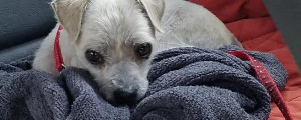 HANK IS HOME!