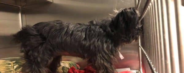 Jay – Last Call at the kill shelter