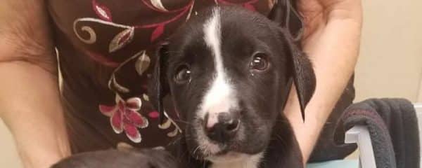 Parvo Puppy Update