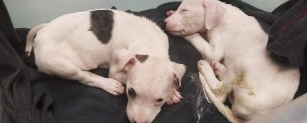 URGENT SITUATION!!!!!! THESE BABIES ARE IN TERRIBLE SHAPE!!!!