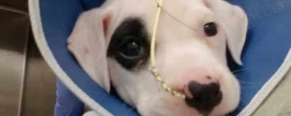 Parvo pup being treated…