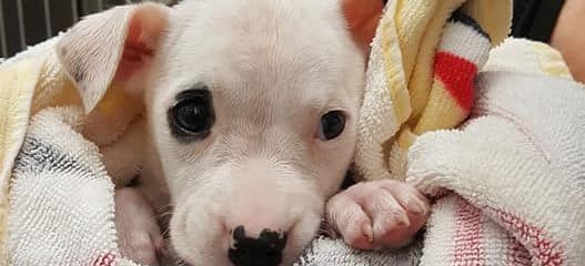 Parvo Puppy Update