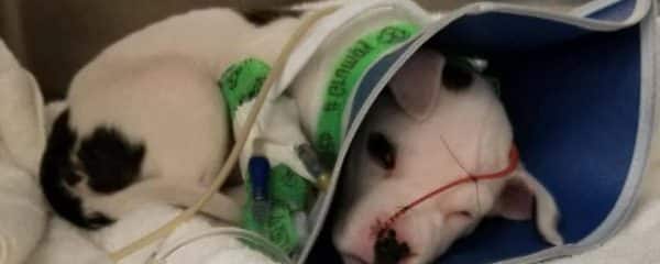 All Parvo POSITIVE!