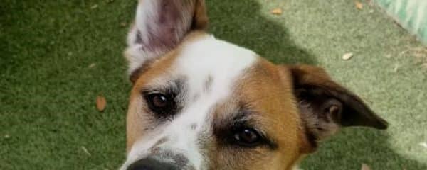 URGENT FOSTER OR FOREVER HOME NEEDED