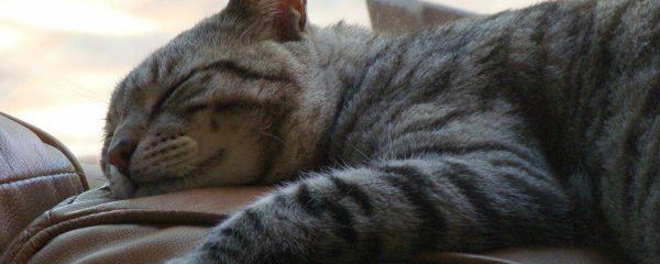 UPDATE ON MO THE FELINE LEUKEMIA CAT OUR ORGANIZATION TOOK IN RECENTLY.