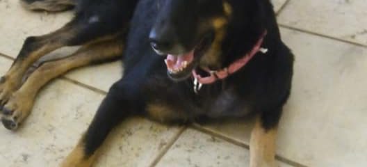 Morena Desperately needs a loving home or foster.