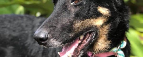 Sweet Morena female shepherd mix 79 lbs of Love!