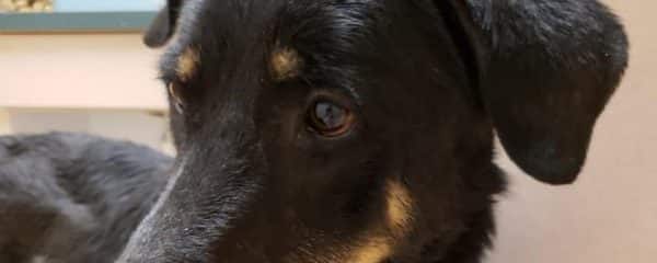 Morena is 79 lbs of pure love.