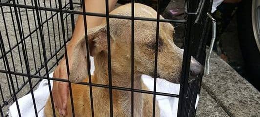We are out in Hialeah, many little Dogs need help