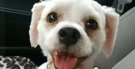 Happy adoption day Kobe..fka Pat!