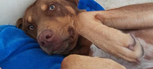 Tendler was neutered today…