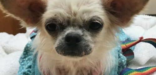 Daisy, 6lb girl needs a new family.