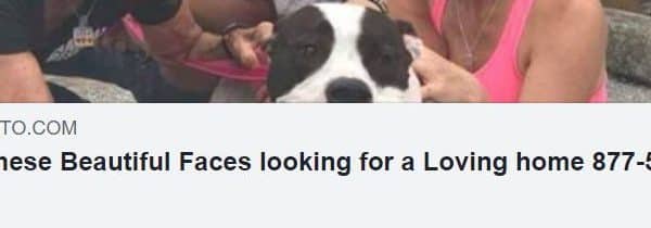 ALL These beautiful faces are so desperately waiting for their Forever loving homes or Fosters.