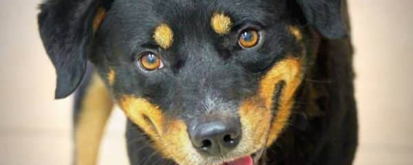 BRIAN NEEDS A HOME!!
