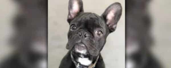 Courtesy Post … 100+ Does Not Have This Dog.