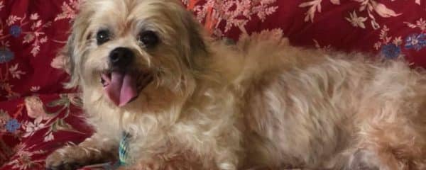 Franky is in Foster to Adopt!