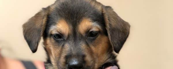 HAPPY ADOPTION DAY PUPPY GRANT!