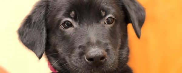 PUPPY PALOOZA!!!