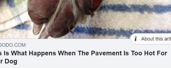 PLEASE pay attention when you walk your dogs.