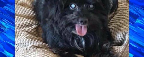 Little Jay all of 6 pounds rescued from the Miami Dade animal services kill shelter