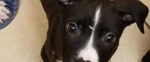 PUPPY PALOOZA … JESS!!!