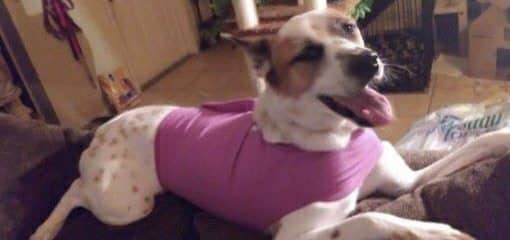 Karma Lynn – Adopter cannot keep due to allergies.