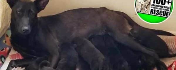 *PUPPY FOOD NEEDED*