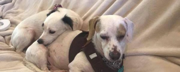 Sweet Sonny and Cher need a forever home…