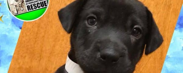 Puppy Weston