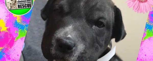 Puppy Whoopie