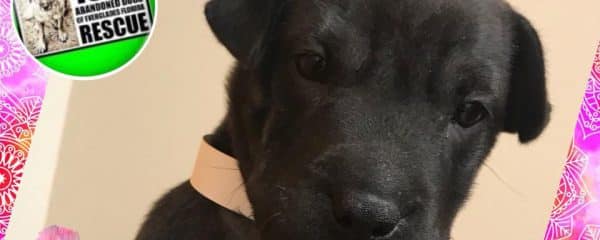 Puppy Wiggles