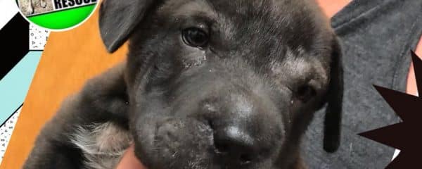 More Puppies saved today!