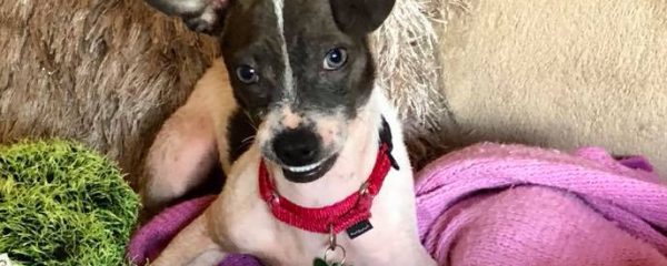 Benjamin under 1 yr neutered vaccinated and microchipped.