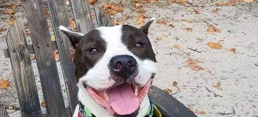 Our Sweet Disco is still looking for a forever loving home or foster