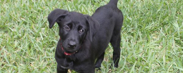Happy Adoption day puppy Gretchen!!!