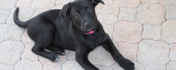 Godiva and Gage are still waiting for their forever home…