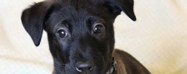 Gage is an 11 week old puppy, looking for his forever home.