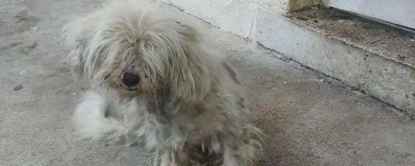 Please Donate Here for Josie