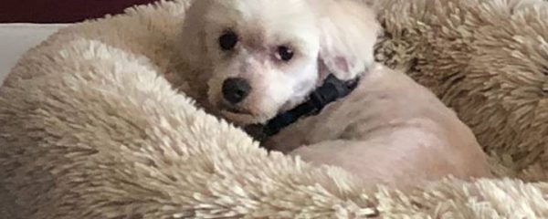 Just 2 days ago I received a call on our hotline about this little angel Josie.