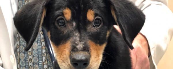 Please donate for Lucky & please consider FOSTERING or adopting.