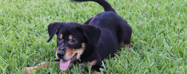 HAPPY ADOPTION DAY LUCKY!!