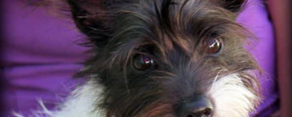 Lyvia is ready to find her forever home and family
