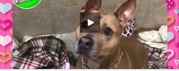 JUST A FEW OF OUR SWEET ADOPTABLE RESCUES…