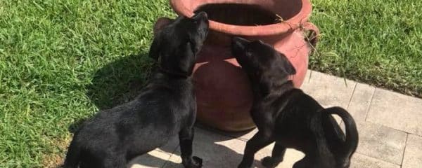 THANK YOU Michael Schippani FOR BREAKING OUT! MOMMY GODIVA & HER 2 PUPPIES
